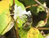 Eristalis tenax